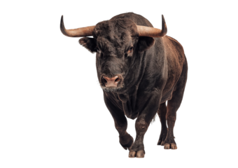 Dark Bull Walking Forward isolated on a transparent background