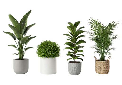 Collection of indoor plants on black background for minimalistic decor
