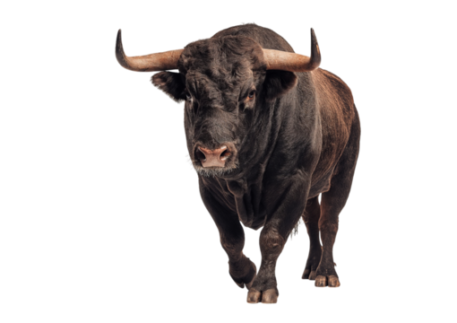 Dark Bull Walking Forward isolated on a transparent background