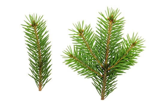 Isolated Pine Tree Branches with Green Needles on Dark Background - Powered by Adobe