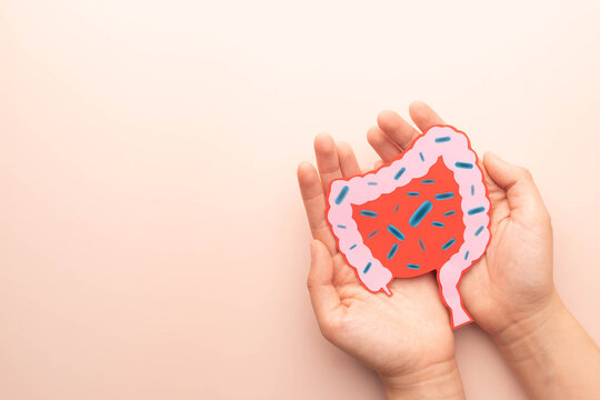 Probiotics health benefits. Intestine organ made from paper with  good bacteria lactobacillus.Creative ideas for probiotics and healthy digestive systems.
