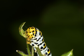 Braunwurz-Mönch Shargacucullia scrophulariae