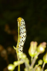 Braunwurz-Mönch Shargacucullia scrophulariae