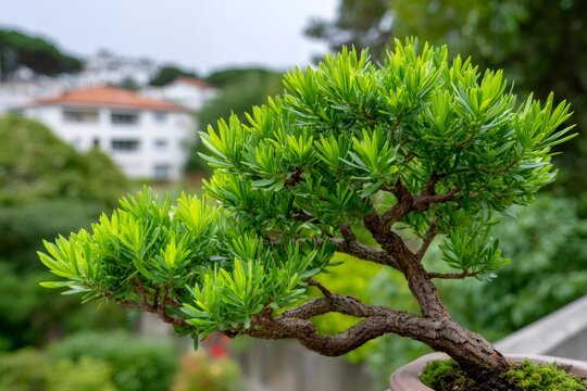Bonsai tree growing with fresh green leaves outdoors