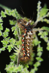 Ampfer-Rindeneule,  Acronicta rumicis