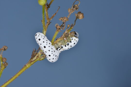 Braunwurzblattwespe, Tenthredo scrophulariae