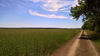 Obraz premium Feld mit Weg