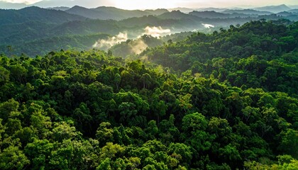 Fototapeta premium Lush Green Canopy in a Tropical Forest Aerial View of Rolling Hills and Mist in a Dense Landscape at Dawn.