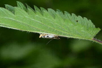Brennnesselzünsler, Anania hortulata