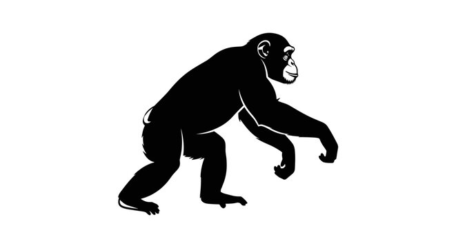 Silhouette of a chimpanzee walking on a white background.