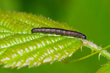  Buchen-Frostspanner,  Operophtera fagata