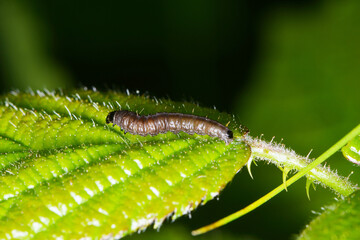  Buchen-Frostspanner,  Operophtera fagata