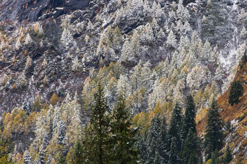Mt.Siguniang during autumn-winter. Snow dusted alpine forest on steep mountain slope with mixed evergreen and deciduous trees creating serene contrast