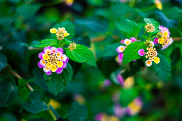 close up of lantana flowers