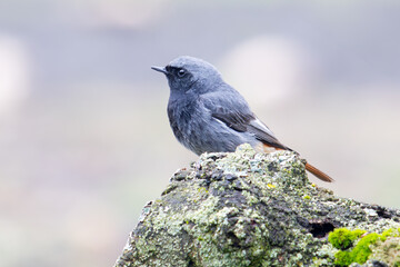A male Black Redstart Phoenicurus ochruros bird perched on a wooden stump during a light rain