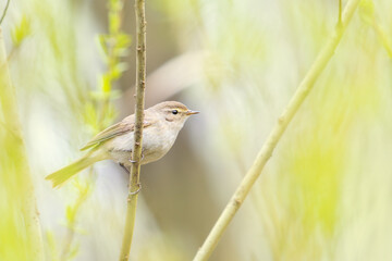 A small Willow Warbler Phylloscopus trochilus perched on a thin branch against a bright, high-key green spring background