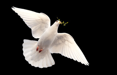 A white dove pigeon in flight carrying a yellow olive branch, isolated on a black background. Symbol of peace
