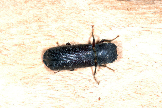 Borkenk&auml;fer, Heterobastrychus aequalis (Bostrychidae)