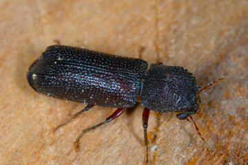 Borkenkäfer, Heterobastrychus aequalis (Bostrychidae)