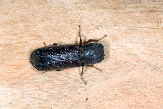 Borkenk&auml;fer, Heterobastrychus aequalis (Bostrychidae)