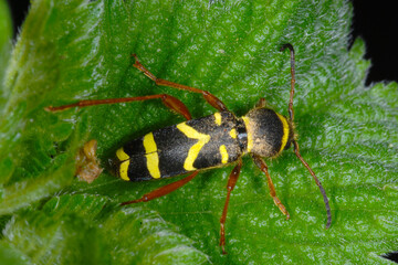 Gemeine Widderbock, Wespenbock, Clytus arietis