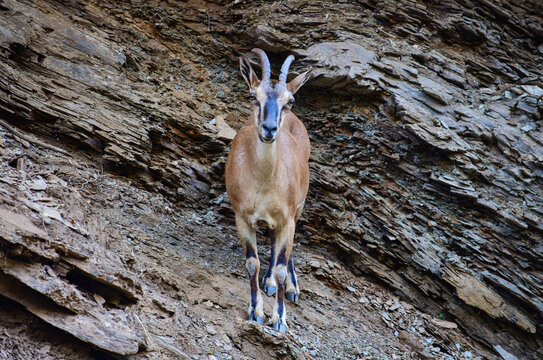 Wild Goat
