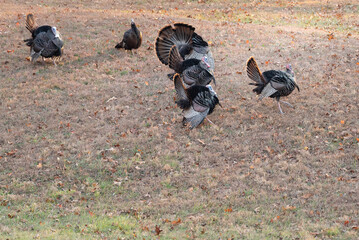 Group of Wild North American Turkey (Meleagris gallopavo) strutting in an autumn field.