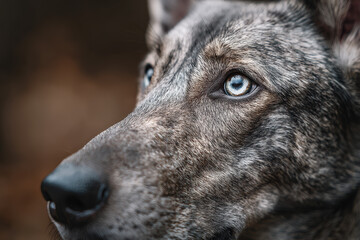 Beautiful west dog portrait shot, close up of face, green eyes