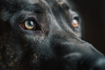 Beautiful west dog portrait shot, close up of face, green eyes
