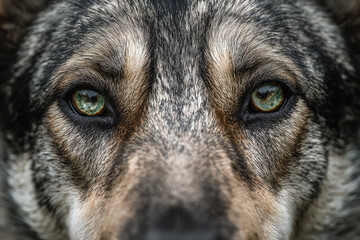 Beautiful west dog portrait shot, close up of face, green eyes