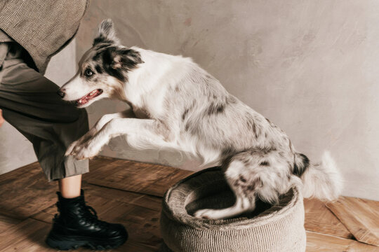A border collie is skillfully jumping through a hoop in a dog agility gym. The wooden floor adds to the supportive training environment for fitness and wellness - Powered by Adobe