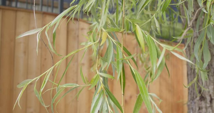 Macro shot of green willow leaves in a city environment with warm sunlight and blurred architectural background. Symbol of nature coexisting in urban spaces.