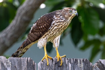 Cooper’s Hawk sitting on a fence in a backyard