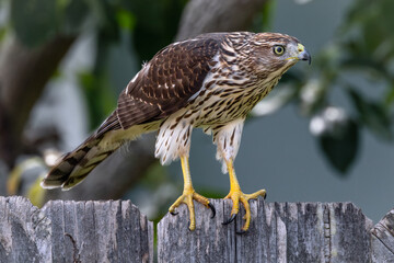 Cooper’s Hawk sitting on a fence in a backyard