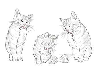 Three illustrations of white tabby cats grooming themselves on a white background
