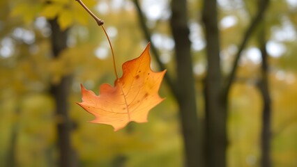 amalgam. A maple seed spiraling down against a blurred forest backdrop. representing seasonal cycles and harvest abundance, gardening catalogs, designed for gardening and botanical catalogs.