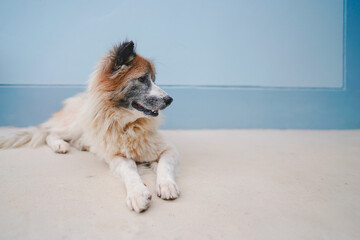 Fluffy dog lying on floor and looking sideways, captured in natural light, representing calm pet behavior and animal lifestyle.