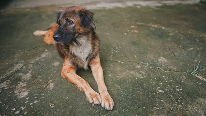 A brown and black dog lying on the ground, looking away with a calm expression, representing relaxed animal behavior.