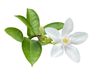 white orchid isolated on white lily of the valley, Snowflake, Milky way, Winter cherry tree, Arctic Snow, Sweet Indrajao, Hyamaraca, Wrightia antidysenterica R. Br., White flowers, yellow writing, png