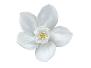 white flower isolated on white lily of the valley, Snowflake, Milky way, Winter cherry tree, Arctic Snow, Sweet Indrajao, Hyamaraca, Wrightia antidysenterica R. Br., White flowers, yellow writing, png