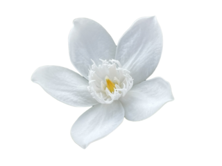 white flower isolated on white lily of the valley, Snowflake, Milky way, Winter cherry tree, Arctic Snow, Sweet Indrajao, Hyamaraca, Wrightia antidysenterica R. Br., White flowers, yellow writing, png