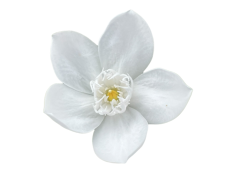 white flower isolated on white lily of the valley, Snowflake, Milky way, Winter cherry tree, Arctic Snow, Sweet Indrajao, Hyamaraca, Wrightia antidysenterica R. Br., White flowers, yellow writing, png