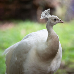 White peacock with crown of feathers on head in close up profile against a blurred grassy background.