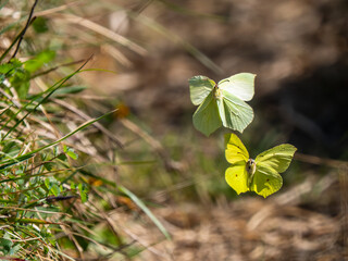 Male Brimstone Flying, Attempting to Mate