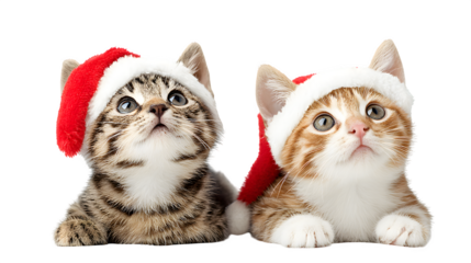 Cute cats wearing Santa hats sitting playfully isolated on white background