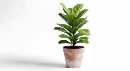 Obraz premium a potted plant on a white background