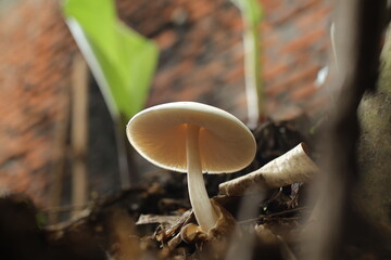 Detail of a White Forest Mushroom, Volvariella species, standing tall amidst brown leaves and tree bark fragments, the soft natural light gently illuminates the mushroom's pristine surface