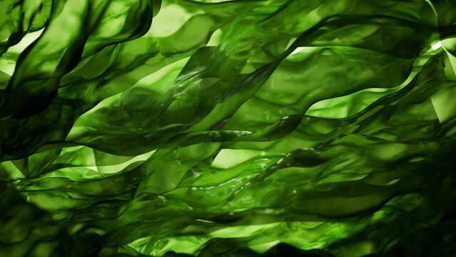 closeup green laminaria kelp seaweed for healthy food 3d illustration background