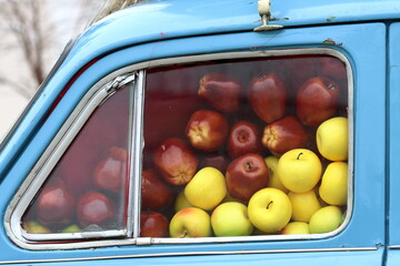 Ripe yellow and burgundy apples in the window of a blue car