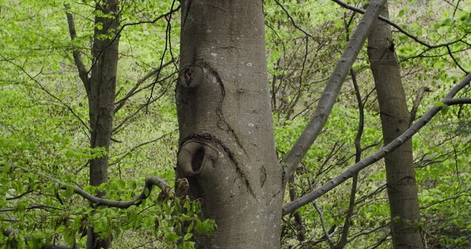 Close-up of Fagus sylvatica trunk, symbolizing natural heritage and the role of broadleaf trees in maintaining urban and suburban biodiversity.